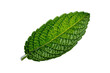 © PNG Kingdom  - Fresh green mint leaf showing natural texture and intricate veins, organic herb for cooking and health, transparent background