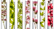 © MDMOMIN - Collection of Botanical Specimens in Test Tubes for Scientific Research
