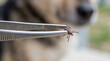 © Vera - Tick removed with metal tweezers from dog's fur in outdoor setting