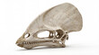 © Paulo - Close-up of Tupandactylus imperator skull isolated on white background, detailed scientific reconstruction highlighting crest structure and pterosaur bone anatomy.