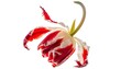 © Shohidul - Flying tulip especially iconic in the Netherlands flower With shadow cut out isolated on white background. AI GENERATED.