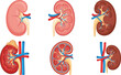 © MbBasir - Detailed Cartoon Vector Illustrations of Human Kidneys Showing Healthy and Diseased States with Renal Arteries, Veins, and Ureters for Medical Education
