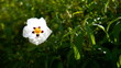 © Neil - Flower blooms in green garden during daylight highlighting natural beauty and vibrant colors in a simple setting