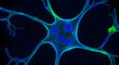 © MSTJOYNOB - Microscopic view of a neuron cell with blue and green fluorescence under microscope