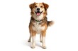 © AkuAku - Cheerful rescue dog posing in full length against a bright white background