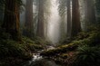 © TheWaterMeloonProjec - Ancient redwood forest thriving in humid misty coastal environment