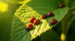 © ImranHamid - Several Ladybugs Crawling on a Dew-Kissed Green Leaf