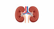 © Buya - Simple illustration of human kidneys with arteries and veins