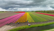© hansenn - blooming tulip fields
