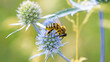 © Oleksandr Filatov - bee collecting nectar from a thorny wildflower close-up. honey bee on the meadow plant Eryngium. macro photo of an insect in nature. natural background, benefits of bees in nature. place for text