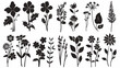 © Mufarokah - Black floral vector silhouettes diverse botanical elements for design projects