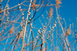 © Kateryna - Close-up of willow buds on slender branches against a vibrant blue sky, capturing early springs delicate awakening