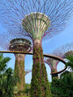 © SamiraSwissSpirit - Singapore - August 05, 2019: Vibrant Supertree Grove at Gardens by the Bay Standing Tall Against a Brilliant Clear Blue Sky During the Day