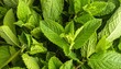 © ruangrit19 - Fresh vibrant green mint leaves close up photography showing detailed texture of organic herb plant leaves for wellness and nature backgrounds.