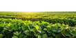 © Life Is Art - Lush green soybean field rows stretching towards the horizon under warm golden hour sunlight representing sustainable agriculture and food production isolated on a transparent background