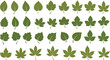 © rifan - Collection of Various Green Leaf Illustrations Featuring Different Shapes and Vein Patterns