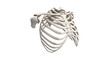 © Ikok - Human rib cage bone structure anatomical skeletal system showing clavicle and shoulder blade isolated on black background 3D render