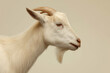 © Aillusionist - Realistic white goat side profile facing left, detailed head with curved horns and beard, soft neutral beige background, clean studio farm animal portrait photography
