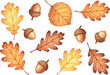 © Mohammad - Autumn Oak Leaf and Acorn Vector Set with Golden Brown Foliage for Fall Harvest Festival Decorations Thanksgiving Stationery and Seasonal Forest Nature Designs