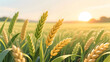 © lin - Wheat ears getting plump in the field during Xiaoman solar term