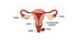 © Shella - Illustration of the female reproductive system anatomy with labels.