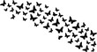 © NasimaH - Numerous elegant black butterfly forms create a sweeping diagonal path on a pristine white field