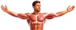 © Georgii - Anatomical illustration of the human muscular system highlighting chest, arms and torso muscles