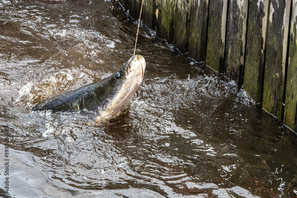 Pirarucu, Arapaima gigas is one largest freshwater fish in Amazonas ...