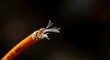© Nova Visuals - Macro photography severed orange fiber optic cable broken glass strands.