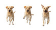 © Valentin - triptych: dynamic yellow labrador retriever captured mid-sprint and mid-air jump, expressing vitality against a seamless high-key white background with copy space. concept of canine health and
