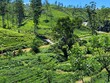 © Didier San Martin - Plantation de thé. Région de Maskeliya, Sri Lanka.