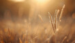© siraphol - Golden grass stalks glowing in warm sunlight with soft bokeh and serene mood
