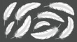 © Montaha - Assortment of soft white feathers with various shapes and sizes isolated on a gray background for use in soft and elegant design themes.