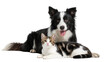 © Corman - Black and White Border Collie with Tabby Kitten Resting Together