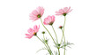 © Ivan - Cosmos flowers stand together with stems isolated on transparent background cut out