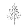© Anastasiia - Minimalist botanical drawing of a delicate wild plant with tiny buds and branches, hand-drawn line art