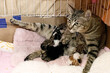 © LOKSI - A mother tabby cat nurses her newborn kittens on a fluffy pink blanket inside a cardboard nest, looking alertly at the camera.