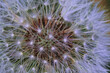 © Nature Photo - Dandelion seed head bristles in Idaho macro photo
