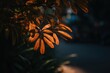 © pham - 静かな通りで夕方の光に葉が光る