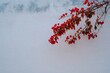 © pham - 日中の壁に赤い葉