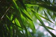 © pham - 竹の葉が朝の光の中で揺れる