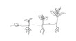 © Line Lab - One line drawing of plant growth stages from seed to sprout with line art