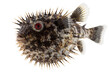 © Kymaka28 - Realistic spiky pufferfish isolated on white background. Marine fish with inflated round body