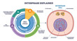 © VectorMine - Interphase explained overview shows the cell cycle, G1, S, G2 around a cell, with nucleus and chromatin marked for growth and DNA replication, centrosomes labeled. Outline diagram
