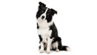 © Lupion - Border Collie Sitting with Head Tilt on White Background