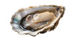 © Luke - Freshly opened oyster with plump meat and iridescent shell, isolated on transparent background