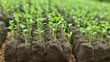 © ENDRY - Young green plant seedlings grow. (1)