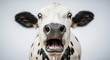 © petokpetok - Close-up portrait of a surprised cow with wide eyes and open mouth, black and white spots
