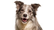 © Carlos - Merle Border Collie dog with happy expression, isolated on transparent background