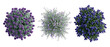 © R Studio - top view, flowering shrubs, garden plants, landscape design, bush, purple flowers, blue flowers set of isolated decorative vegetation for architectural plans and garden projects.